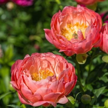 Paeonia lactiflora Pink Hawaiian Coral - Edel-Pfingstrosen