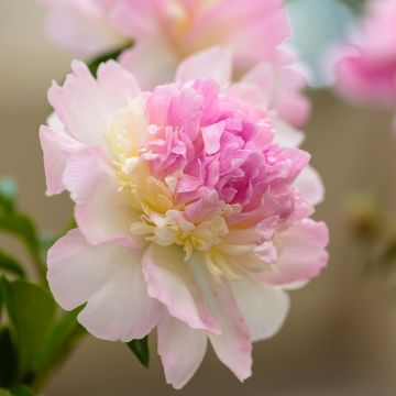 Paeonia lactiflora Raspberry Sunday - Edel-Pfingstrosen