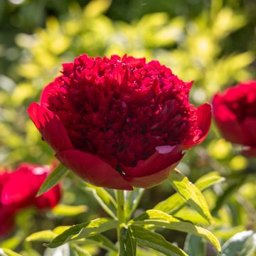 Pivoine lactiflora Red Charm