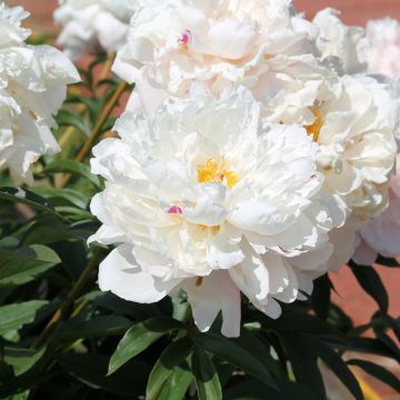 Paeonia lactiflora Reine Hortense - Edel-Pfingstrosen