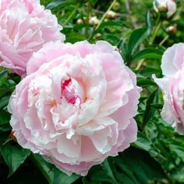 Paeonia lactiflora Temple - Edel-Pfingstrosen