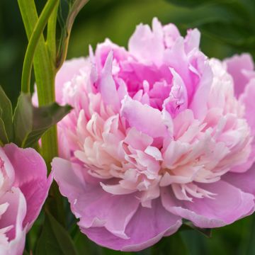 Paeonia lactiflora Sorbet - Edel-Pfingstrosen