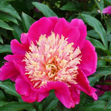 Paeonia lactiflora Tom Cat - Edel-Pfingstrosen