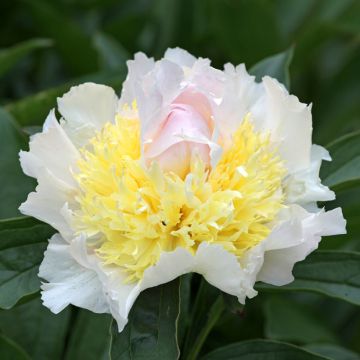 Paeonia lactiflora Top Brass - Edel-Pfingstrosen