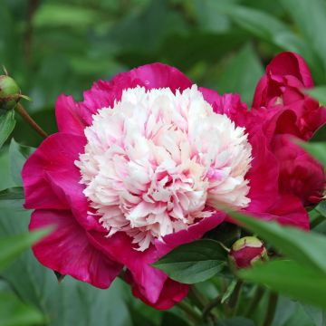 Paeonia lactiflora White Cap - Edel-Pfingstrosen