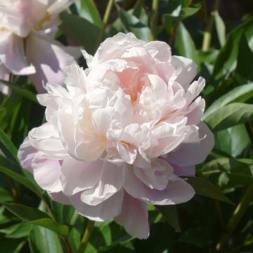 Pivoine officinale Alba Plena