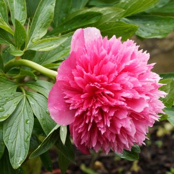 Pivoine officinale Rosea Plena