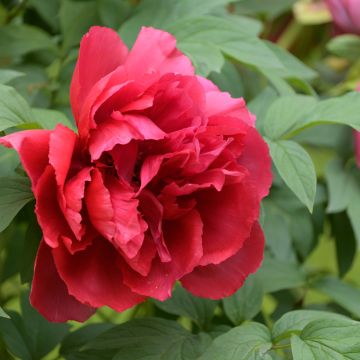 Paeonia suffruticosa Rode - Strauch-Pfingstrose