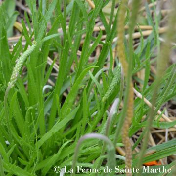 Krähenfuß-Wegerich - Ferme de Sainte Marthe - Plantago coronopus