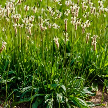 Spitz-Wegerich BIO (Samen) - Plantago lanceolata