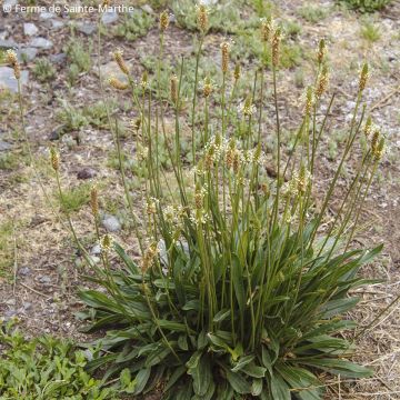 Spitz-Wegerich Bio - Ferme de Sainte Marthe - Plantago lanceolata