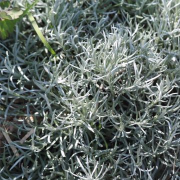 Strohblume Bio - Ferme de Sainte Marthe - Helichrysum italicum