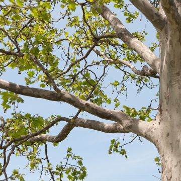 Platanus hispanica El Gordo - Ahornblättrige Platane