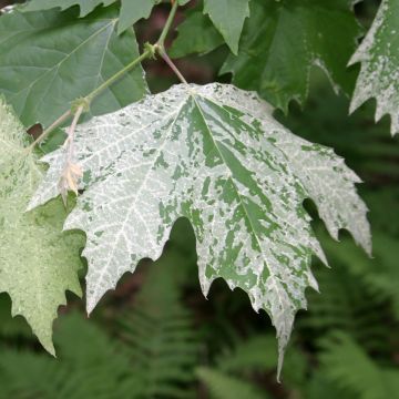 Platanus x hispanica Suttneri - Platane panaché