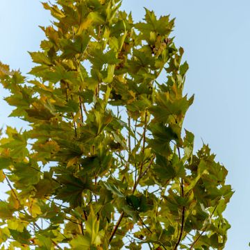 Platanus hispanica Malburg - Ahornblättrige Platane