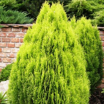 Platycladus orientalis Aurea Nana - Morgenländische Lebensbaum