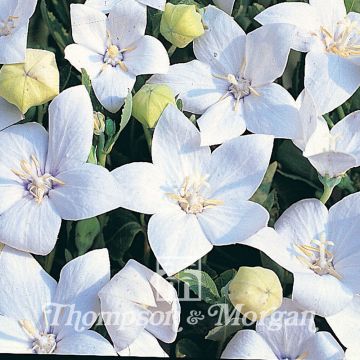 Ballonblume Fuji White (Samen) - Platycodon grandiflorus