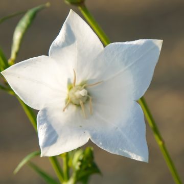 Ballonblume Fuji White - Platycodon grandiflorus