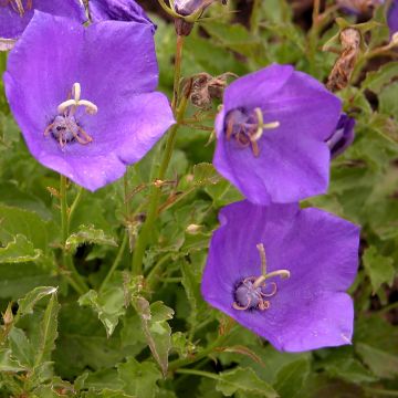 Ballonblume Zwerg - Platycodon grandiflorus