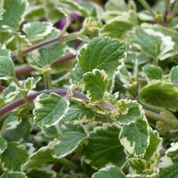 Plectranthus coleoides Variegatus - Weihrauch