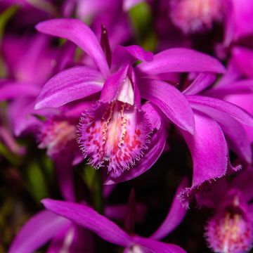 Pleione hybrida Tongariro - Tibetorchidee