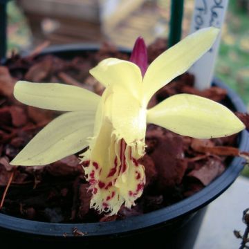 Pleione forrestii - Tibetorchidee