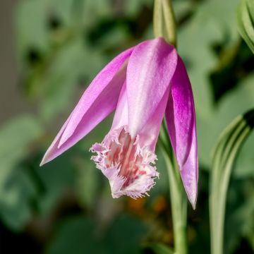 Pleione formosana - Orchidee