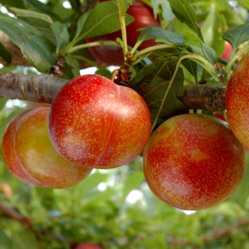 Pluot Flavor Candy - Prunus