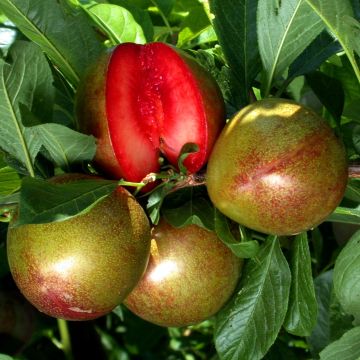 Pluot Flavor Supreme - Prunus