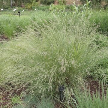 Poa labillardieri - Labillardieres Rispengras