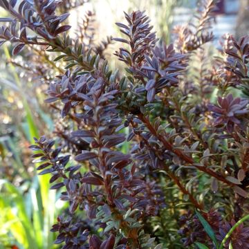 Podocarpus Chocolate Box - Steineibe