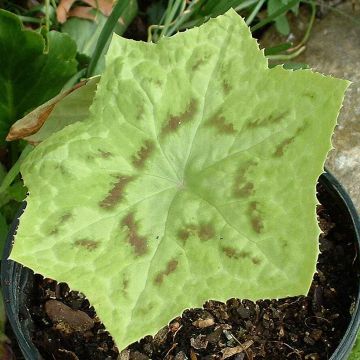 Podophyllum Kaleidoscope - Maiapfel