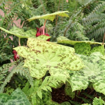 Podophyllum Spotty Dotty - Maiapfel