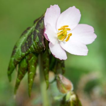 Podophyllum hexandrum - Himalaya-Maiapfel