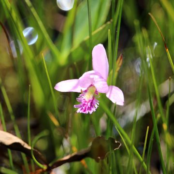 Pogonia ophioglossoides - Moorpogonie