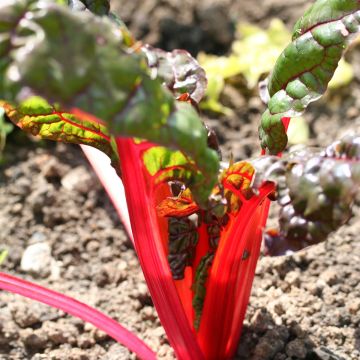 Mangold Rhubarb Chard Bio - La Ferme de Sainte-Marthe