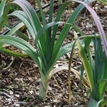 Lauch-Porree Monstrueux d'Elbeuf Bio- Ferme de Ste Marthe