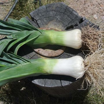 Lauch-Porree Monstrueux de Carentan Bio