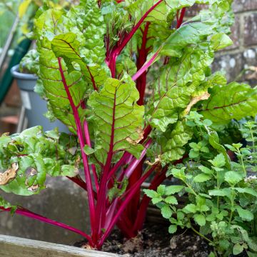 Mangold Rhubarb Chard BIO (Samen)