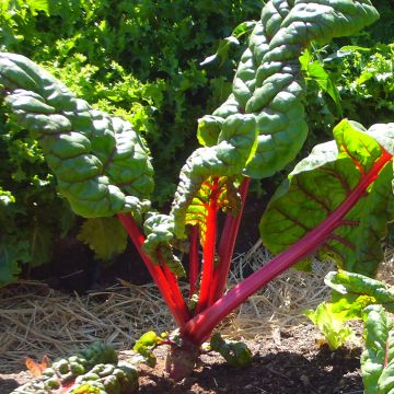 Mangold Rhubarb Chard