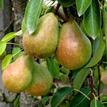 Birnbaum Beurré Clairgeau - Pyrus communis