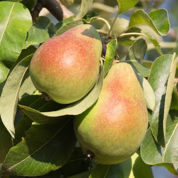 Birnbaum Beurré Giffard - Pyrus communis