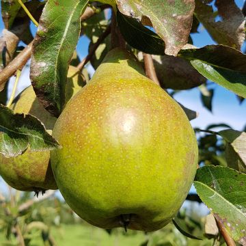 Birnbaum Charneux - Pyrus communis