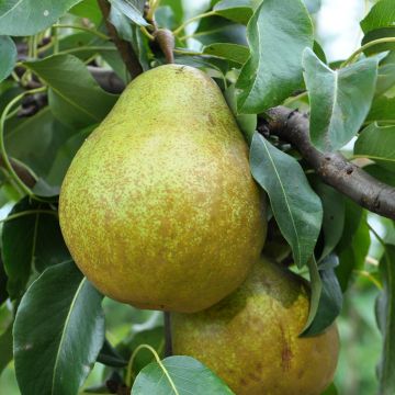 Birnbaum Doyenné d'hiver Bio - Pyrus communis