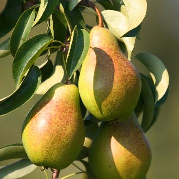 Birnbaum Epine du Mas (syn. Duc de Bordeaux) - Pyrus communis