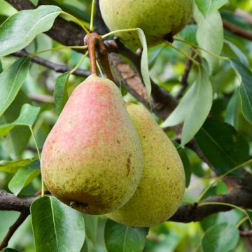 Birnbaum Figue d’Alençon Bio - Pyrus communis