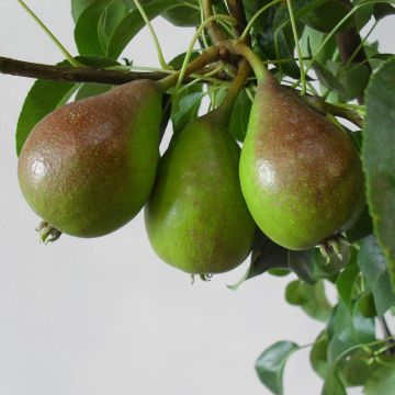 Birnbaum Louise Bonne d'Avranches (Gute Luise) - Pyrus communis