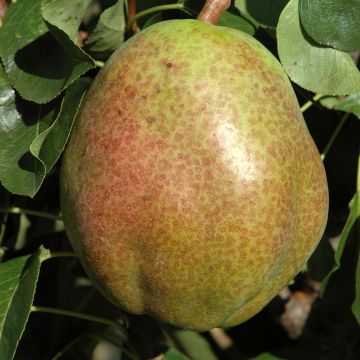 Säulenbirnbaum Obelus - Pyrus communis