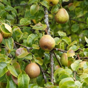 Birnbaum 'Olivier De Serres' - Pyrus communis