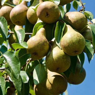 Birnbaum Précoce de Trévoux Bio - Pyrus communis